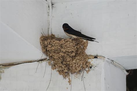 鳥築巢在家|野鳥庭前築巢 預示居家風水好兆頭 